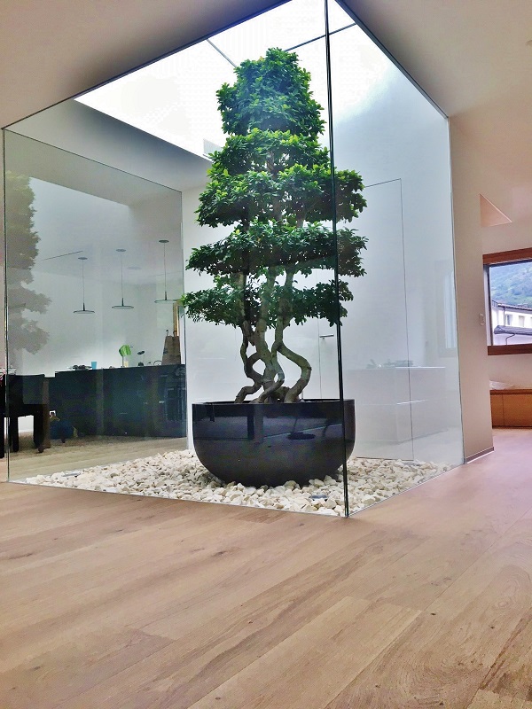 Ficus microcarpa Bonsai Atrium Bern - Switzerland - buy online