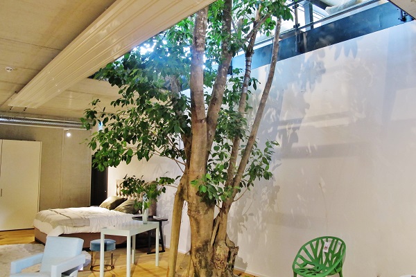 Ficus altissima tree planted in the basement of the showroom