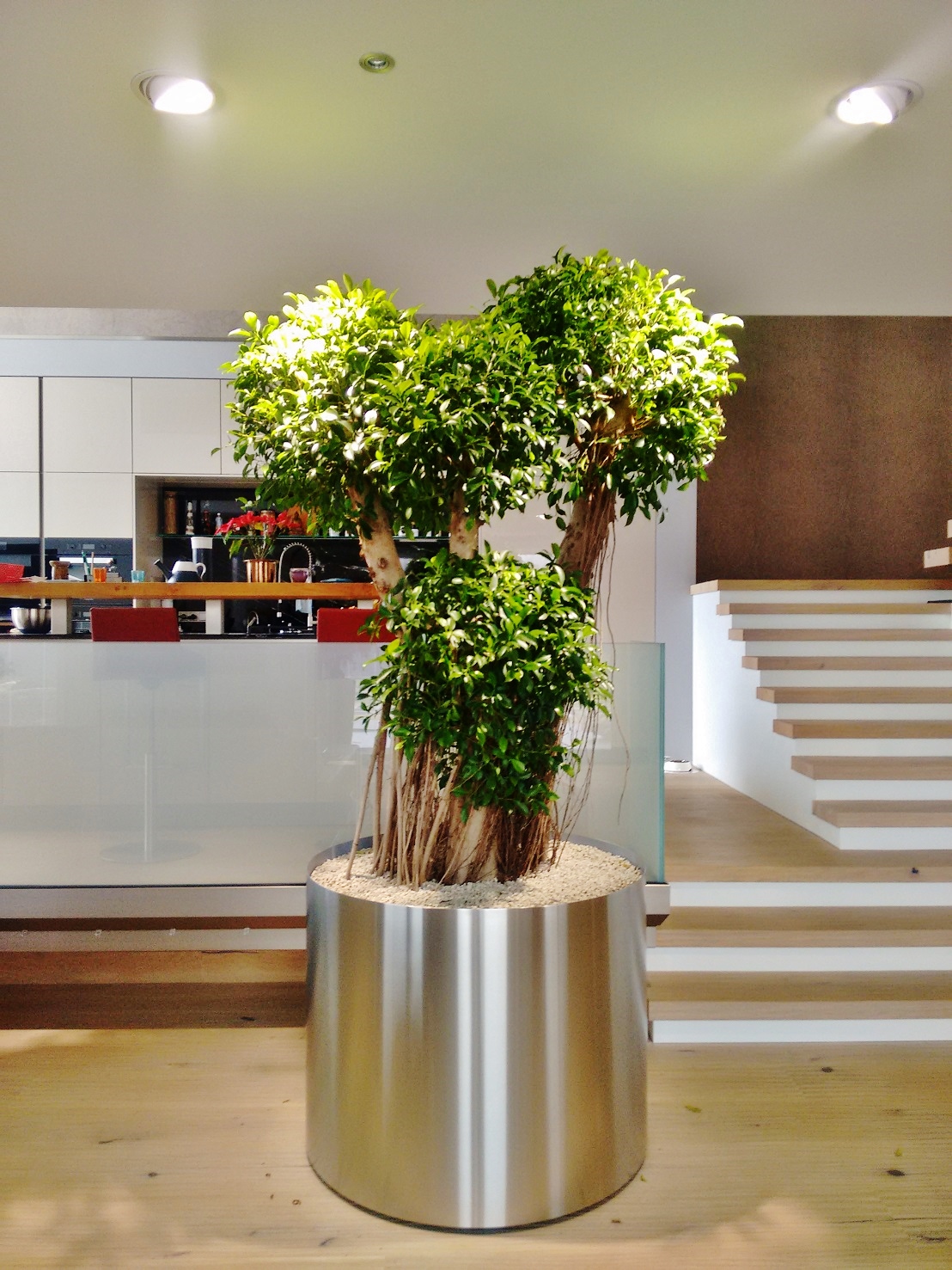 Super modern kitchen with exclusive, bonsai-like Ficus nitida plant - simply beautiful!