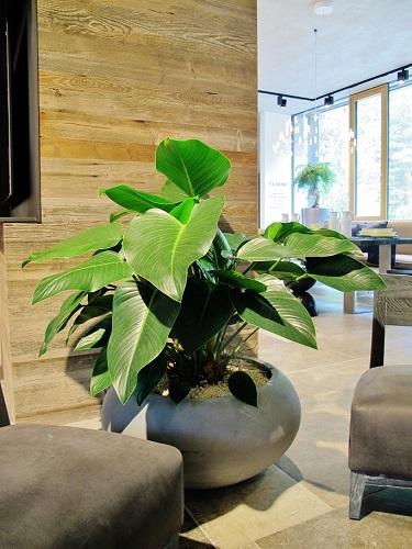 Philodendron large leaves in anthracite in the showroom of a kitchen studio