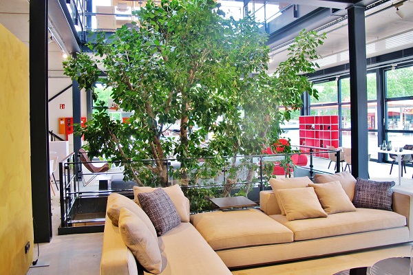 View on the ground floor of the Ficus altissima tree