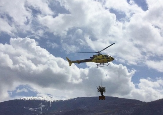 Olivenbaum mit Helikopter gepflanzt schweiz weinberg