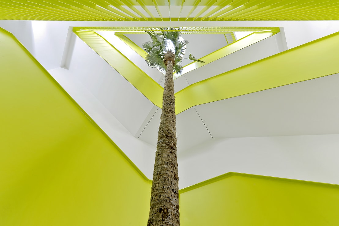 Trachycarpus wagnerianus palm in the stairwell buy online
