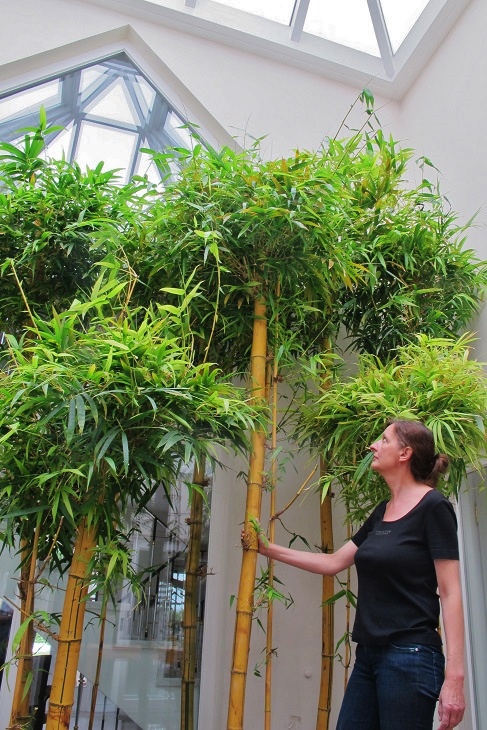 Tropical bamboo forest in the private atrium buy online