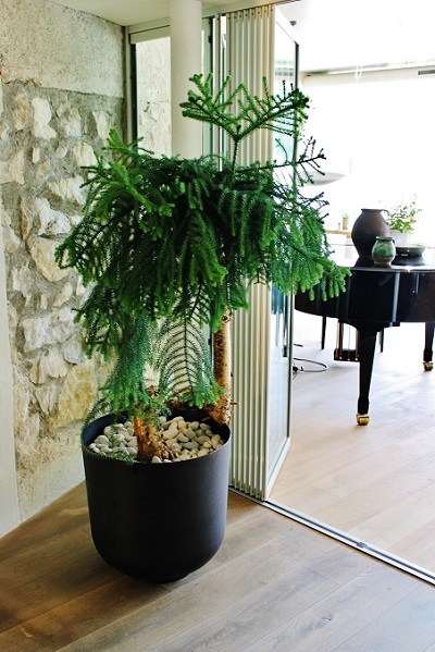 hotelbegruenung raumpflanze hotel araucaria online kaufen
