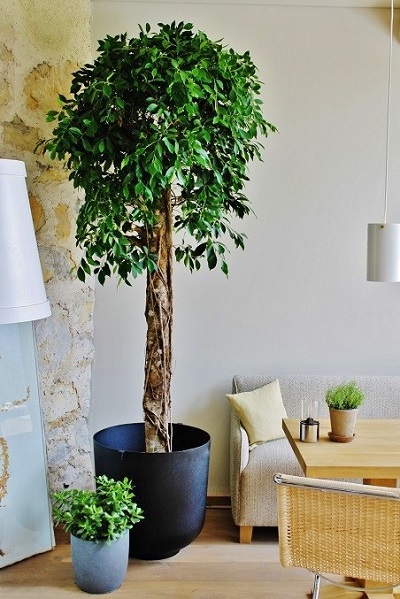 Plants, trees and planters indoor in Hotel, Lobby, Gastronomy, Finland and Europe buy online