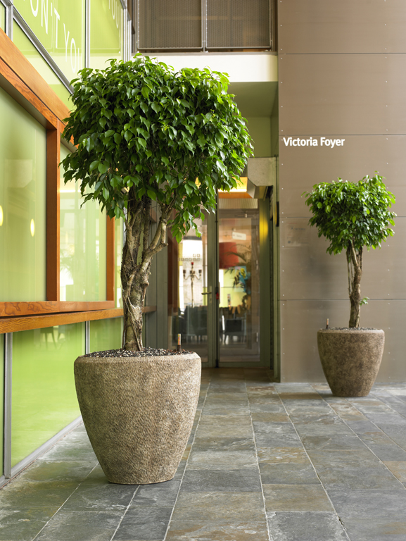 Plants, trees and planters indoor in Hotel, Lobby, Gastronomy, Sweden and Europe buy online