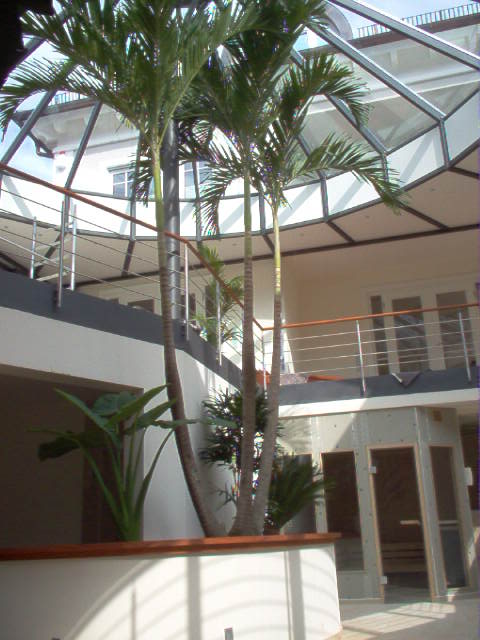Veitchia palme im wellness hotelpflanze