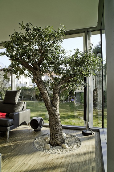 Olive tree olea europaea  in the modern warm conservatory!