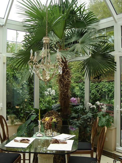 Palm Trachycarpus fortunei winter garden Stuttgart buy online