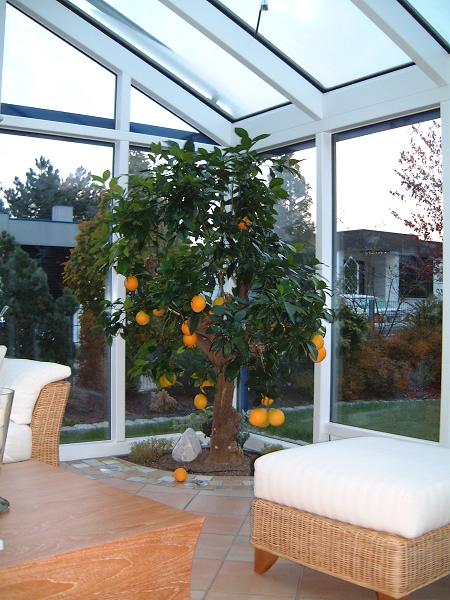 orangenbaum zitronenbaum wintergarten kaufen